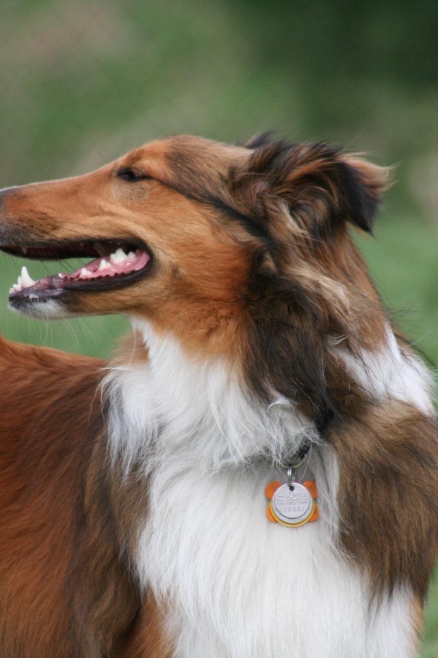 Beautiful brown collie