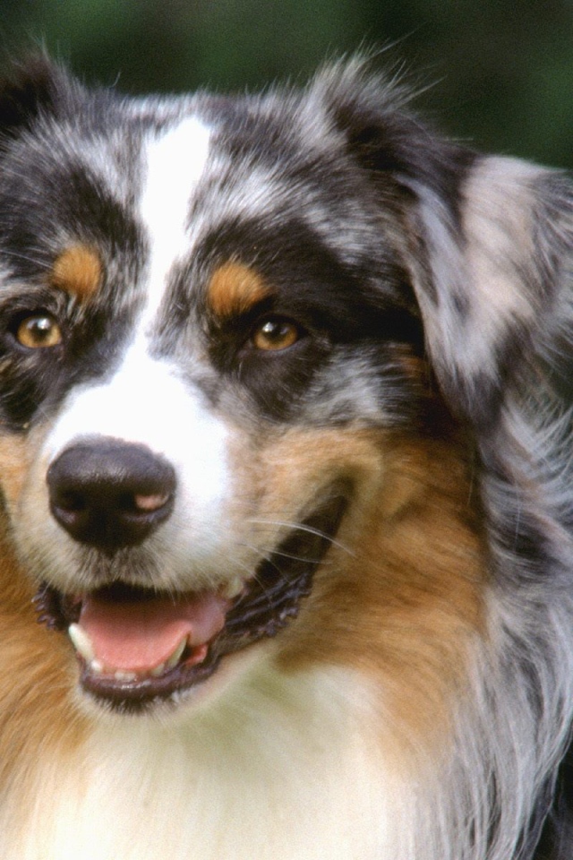 Красивый пес колли