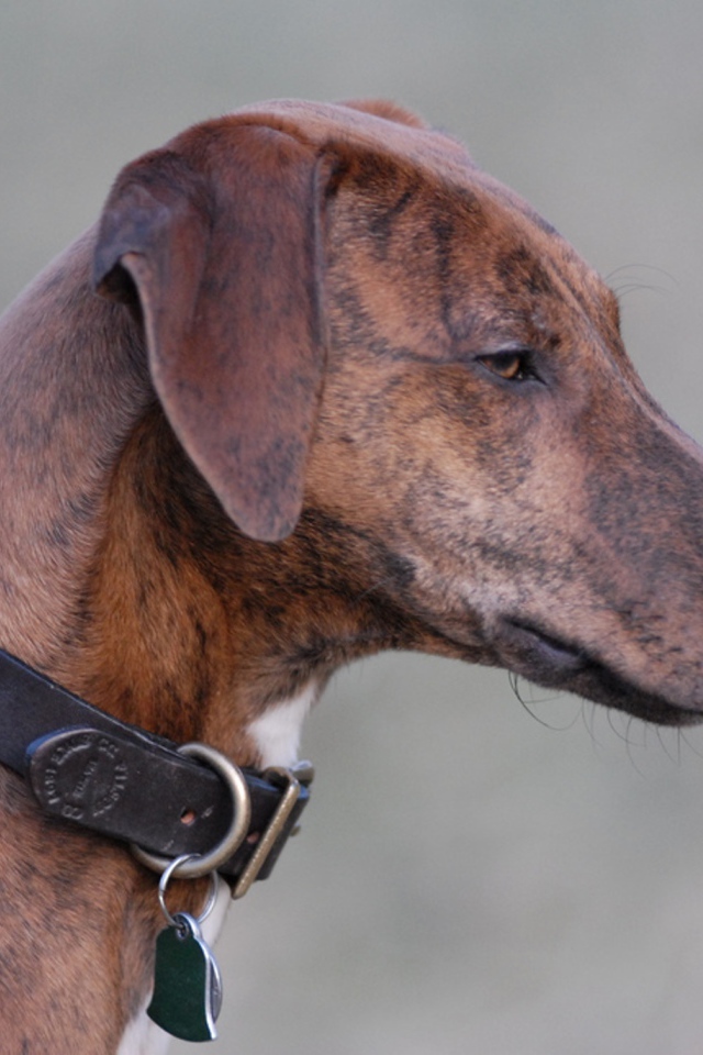 Красивая собака азавак