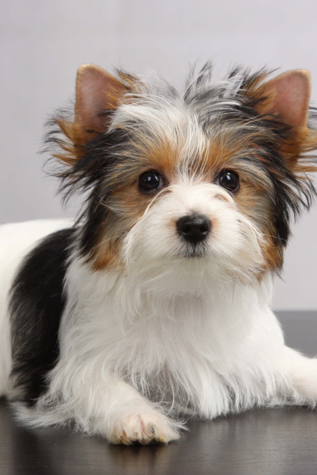 Красивая собачка бивер йорк