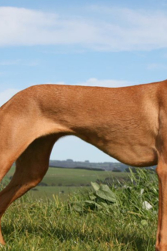 Красивый пес Фараонова собака