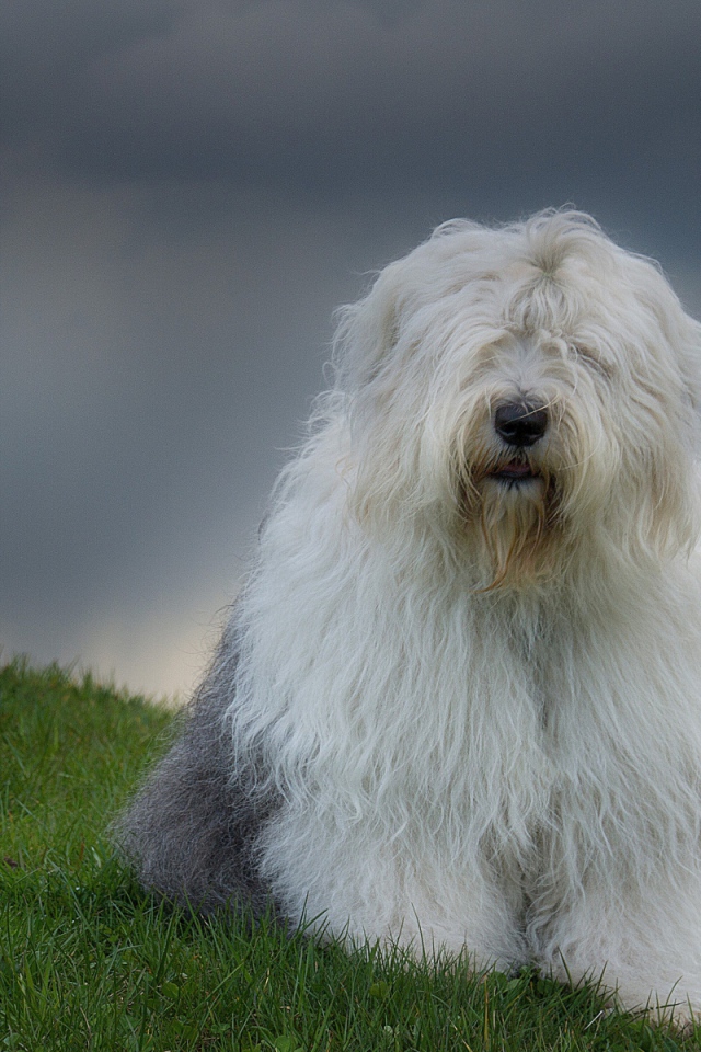 Красивый пес породы бобтейл