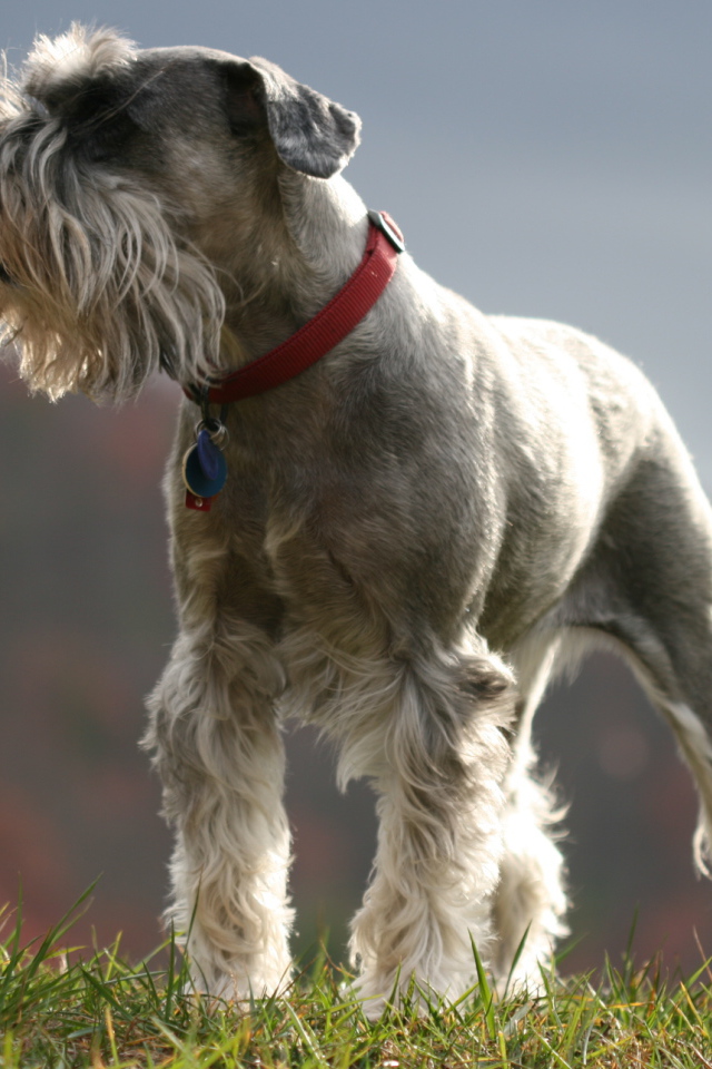 Красивый пес шнауцер