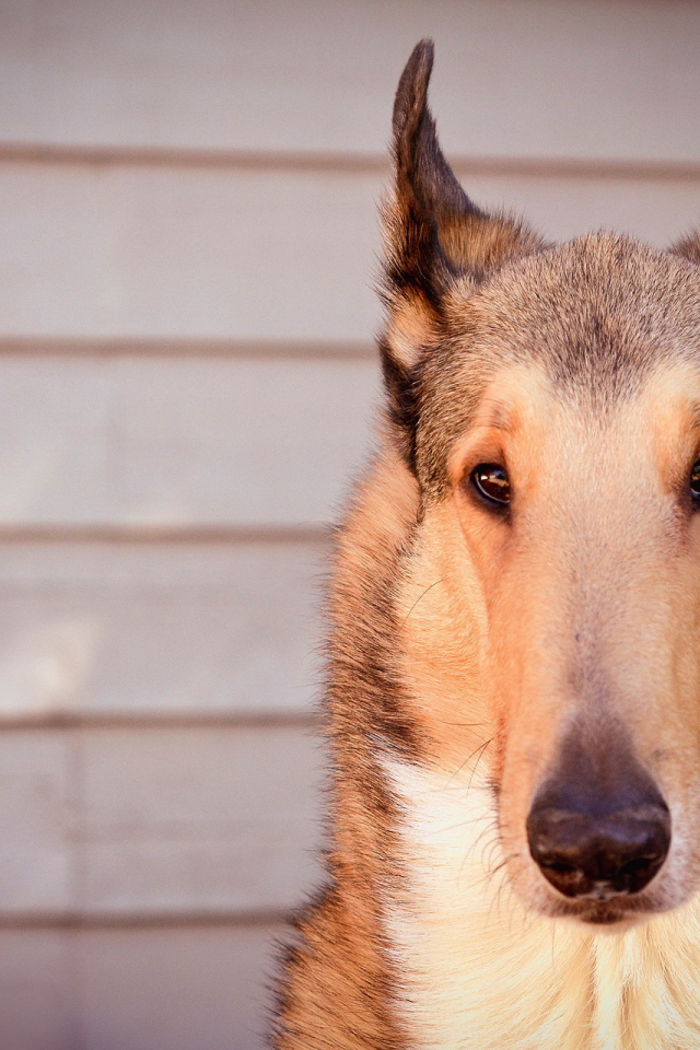 Красивые ушки у колли