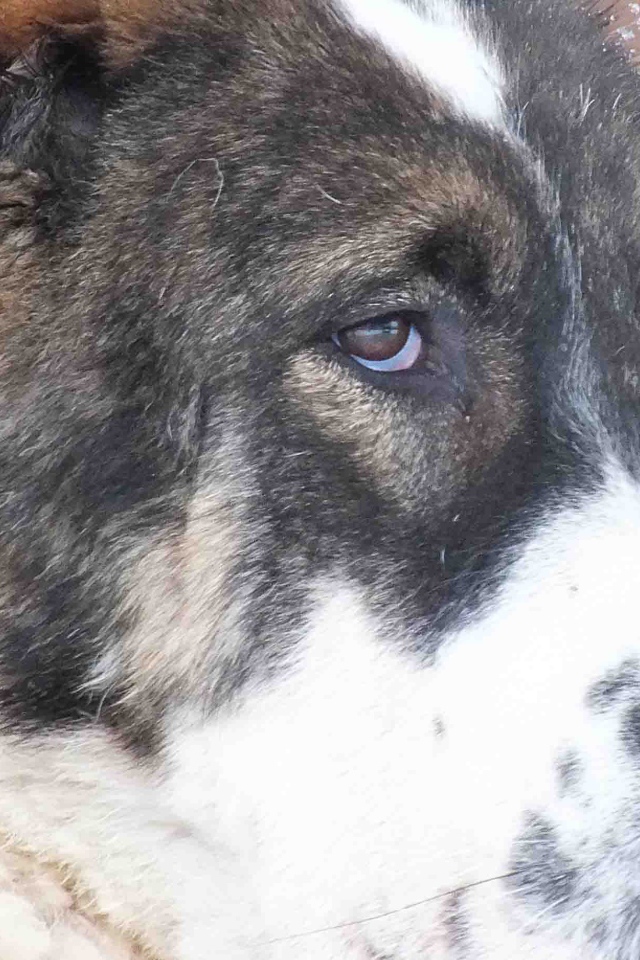 Красивые глаза алабая