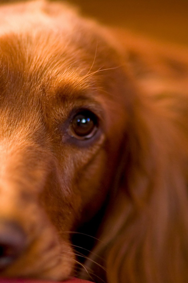 Красивые глаза спаниеля