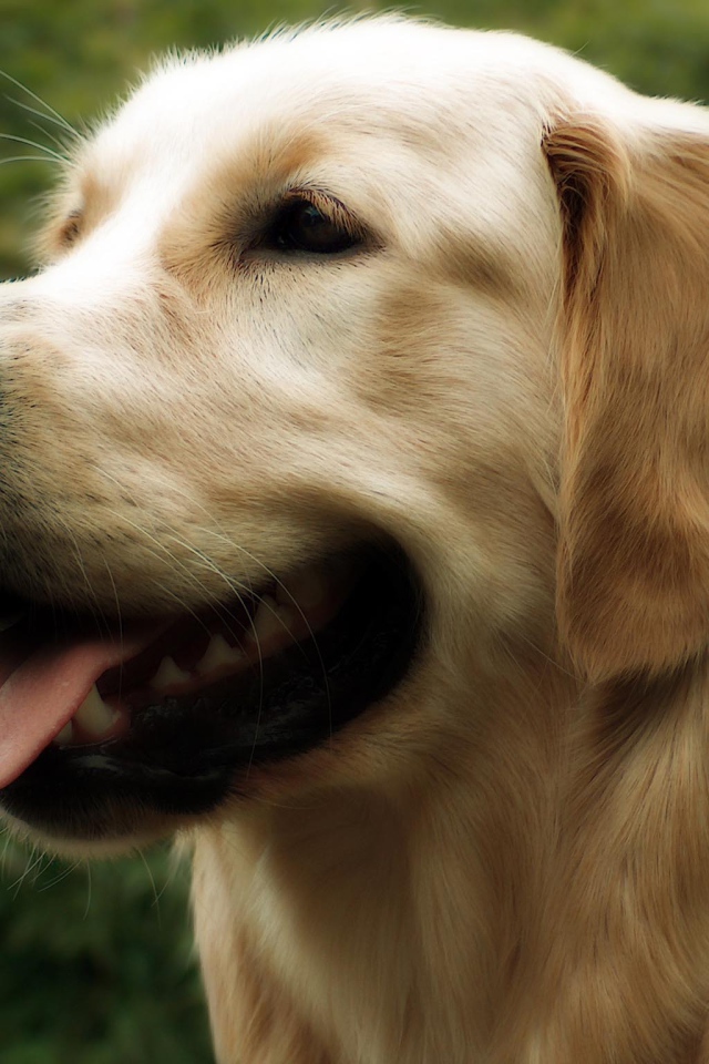 Красивый золотой ретривер