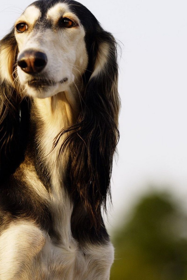 Красивая борзая собака