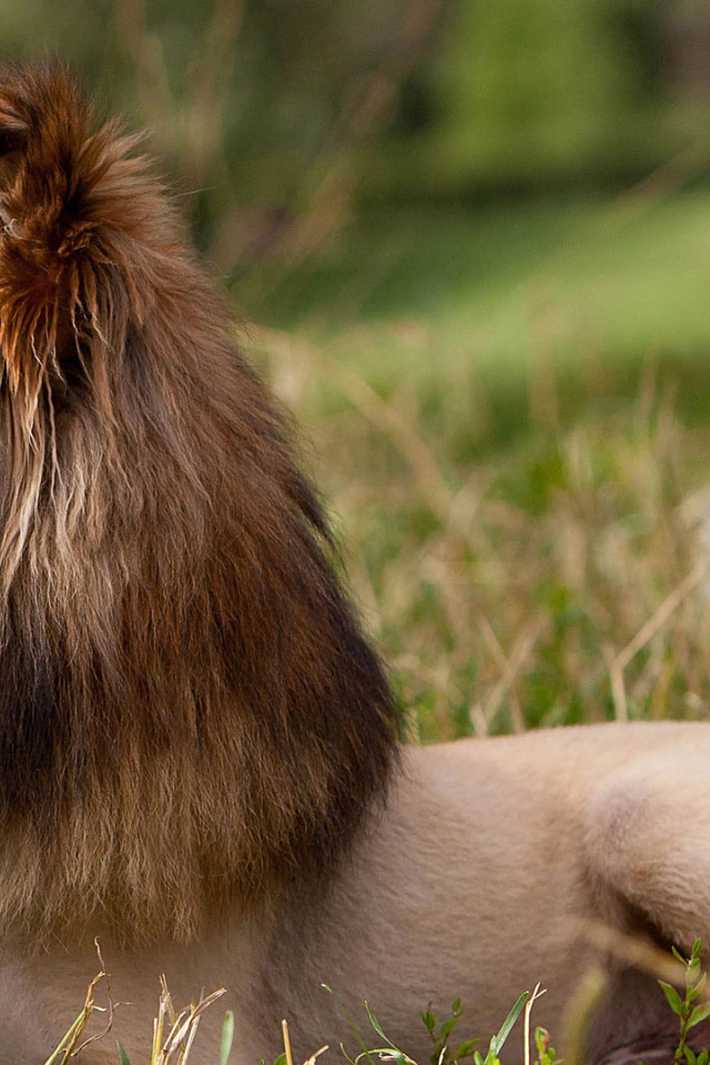 Красивая стрижка у колли