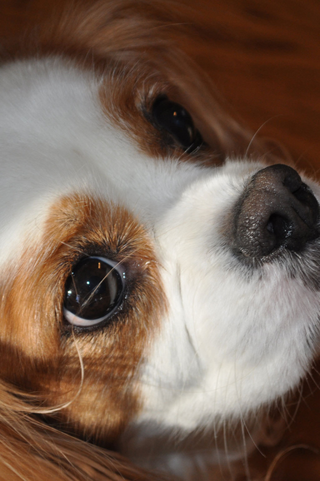 Красивая мордочка пекинеса