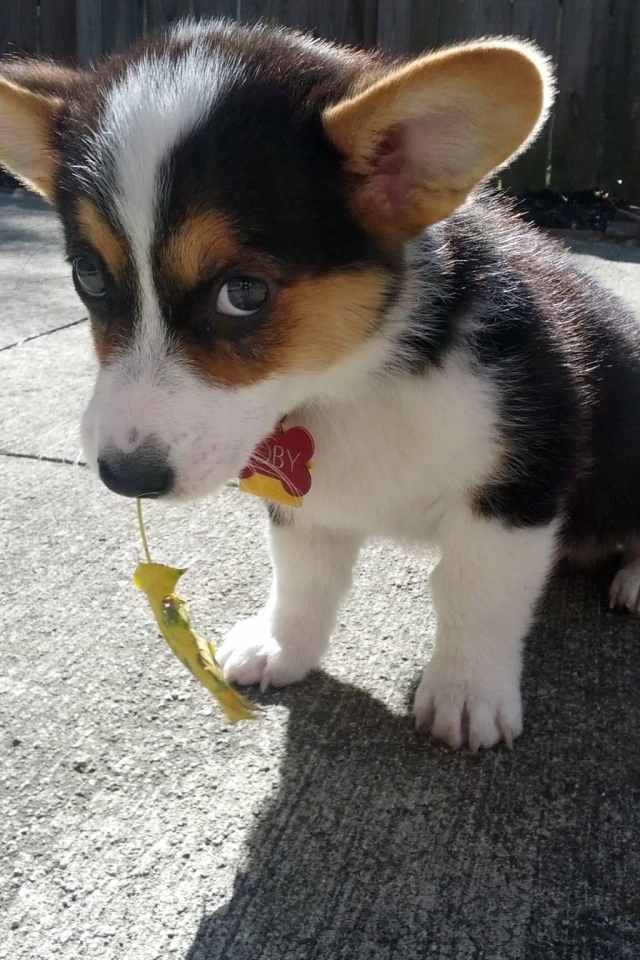 Красивый щенок вельш-корги