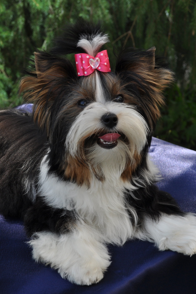 Бивер йорк модница