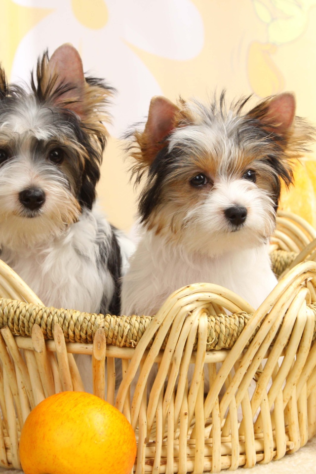 Собаки бивер йорк в корзинке
