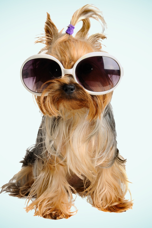 Собака бивер йорк в очках