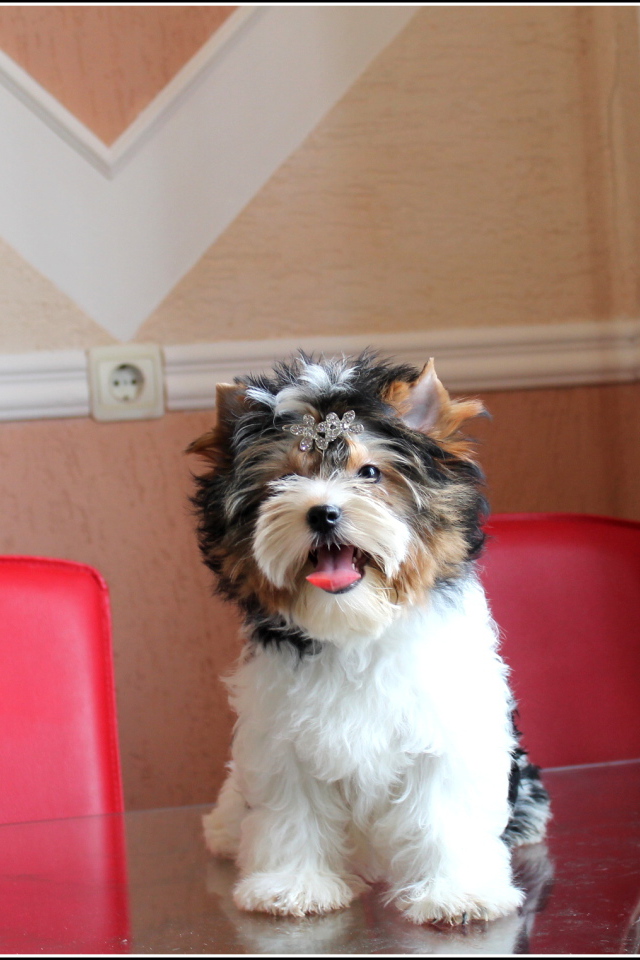 Бивер йорк на столе