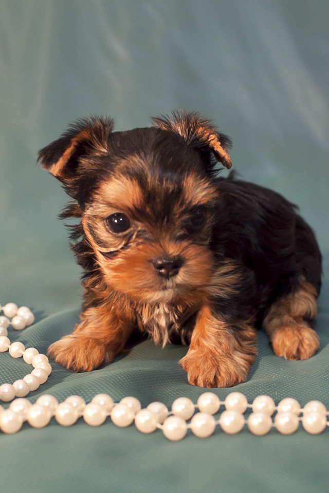 Щенок бивер йорк с бусами