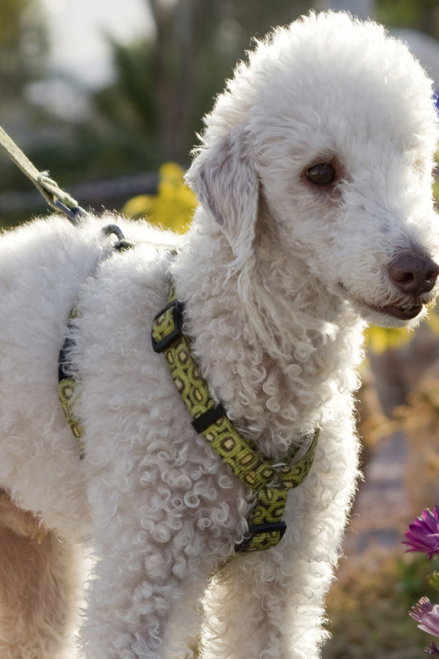 Бедлингтон терьер в цветах