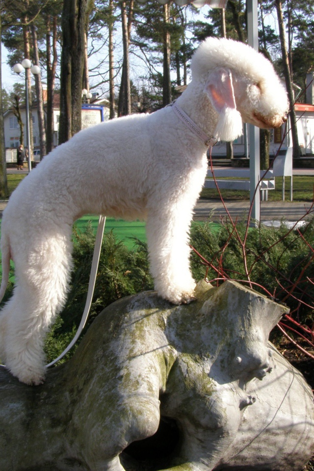 Бедлингтон терьер на камне