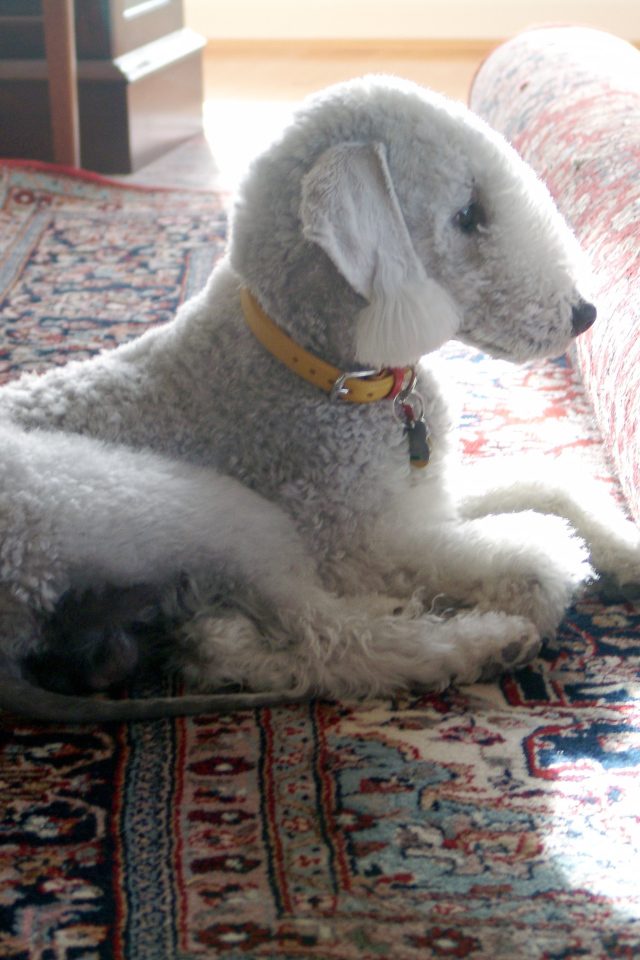 Бедлингтон терьер на ковре