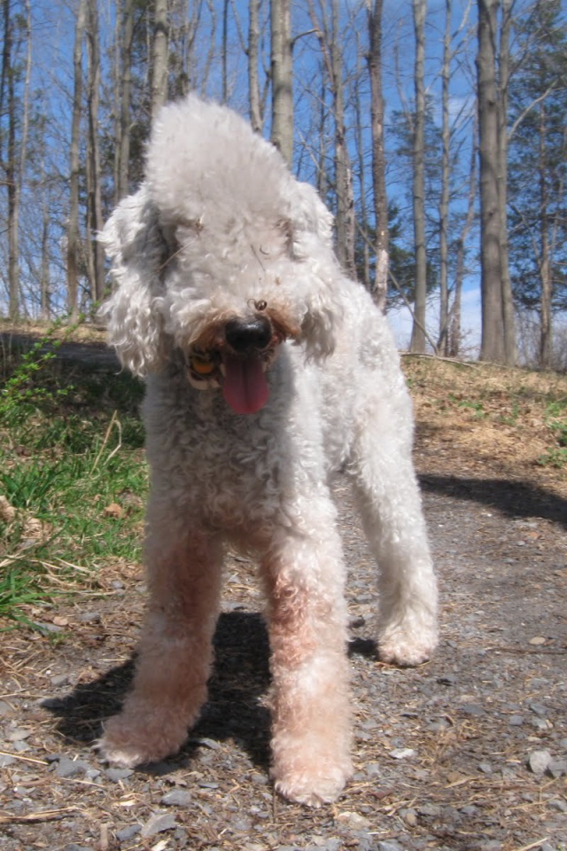 Бедлингтон терьер гуляет в лесу