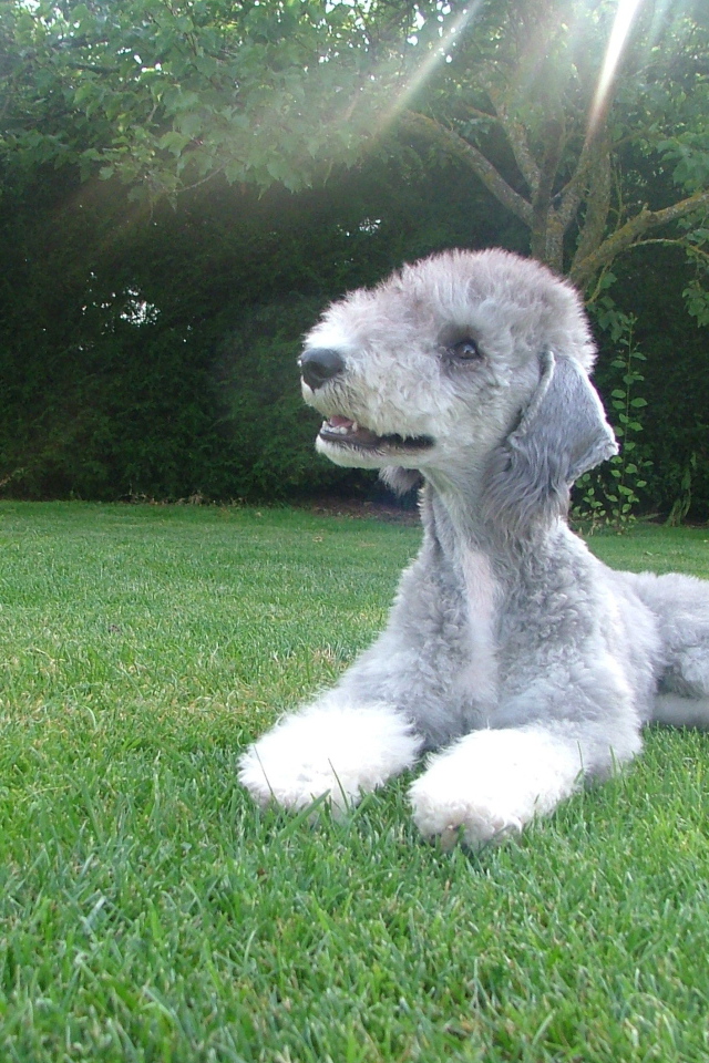 Собака бедлингтон терьер на траве