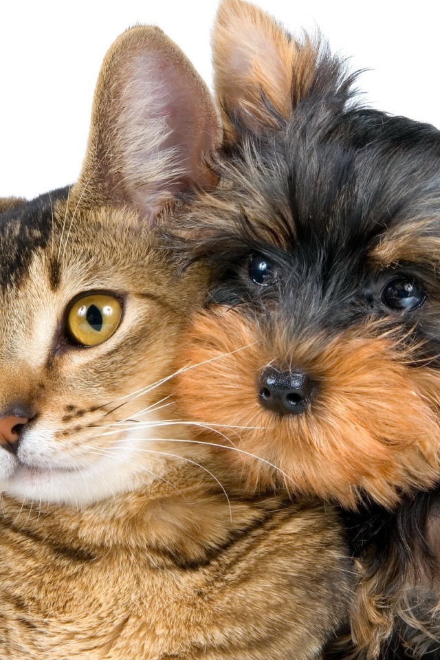 Лучший друг йоркширского терьера