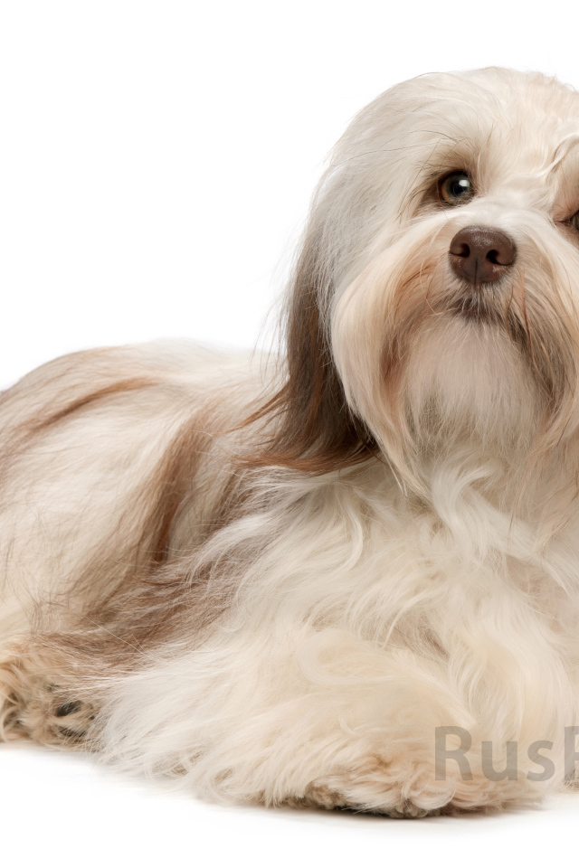 Болонка бишон лежит