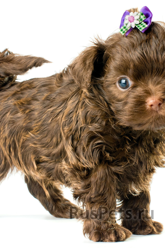 Болонка коричневого цвета