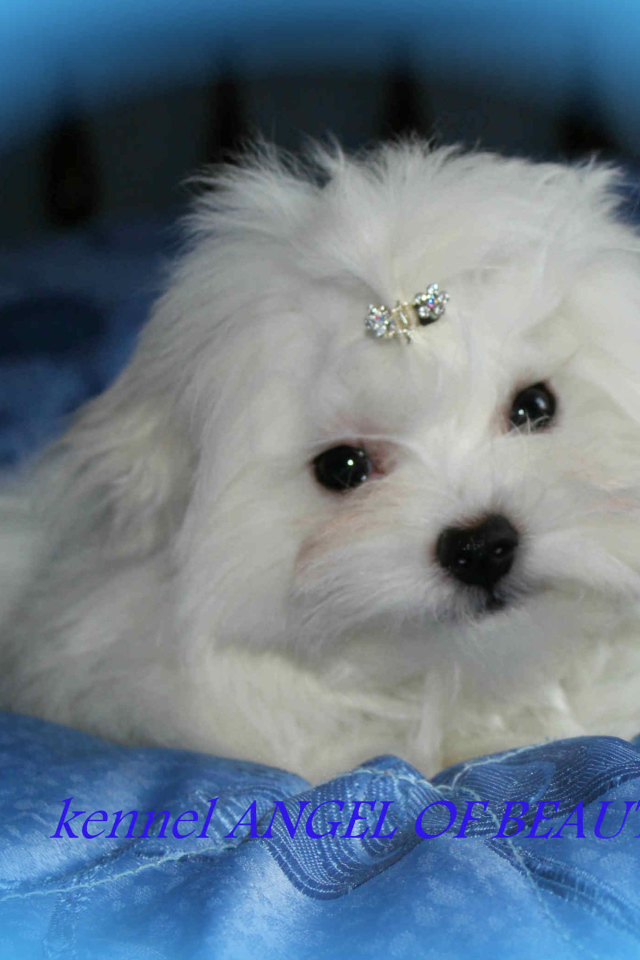 Болонка собака ангел