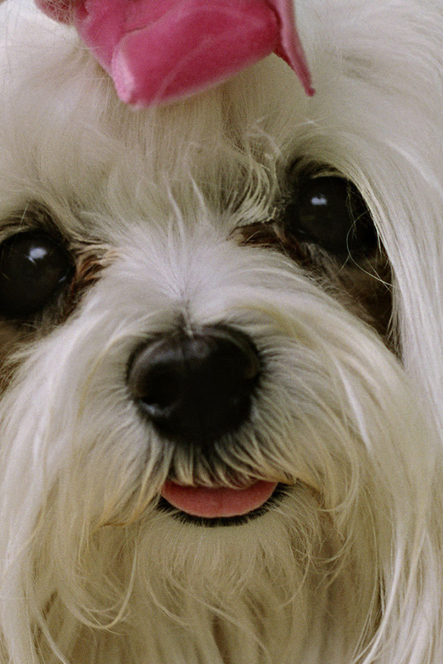 Болонка с выразительными глазами