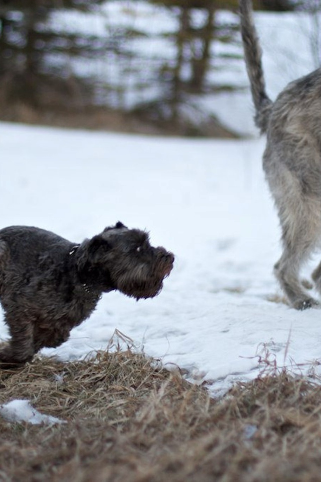 Большой ирландский волкодав убегает от маленькой собачки