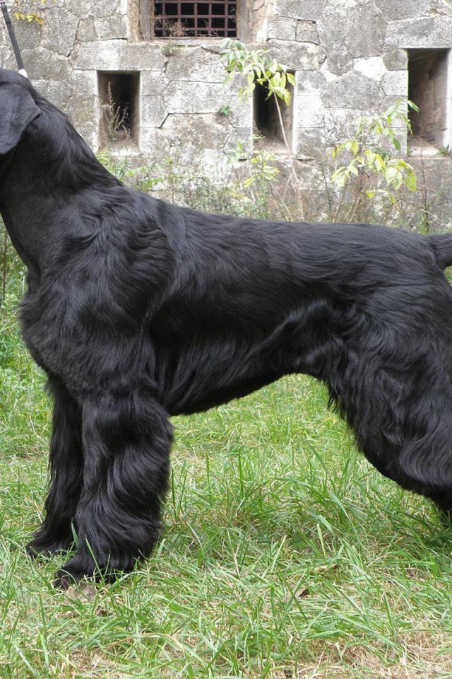Большая собака шнауцер