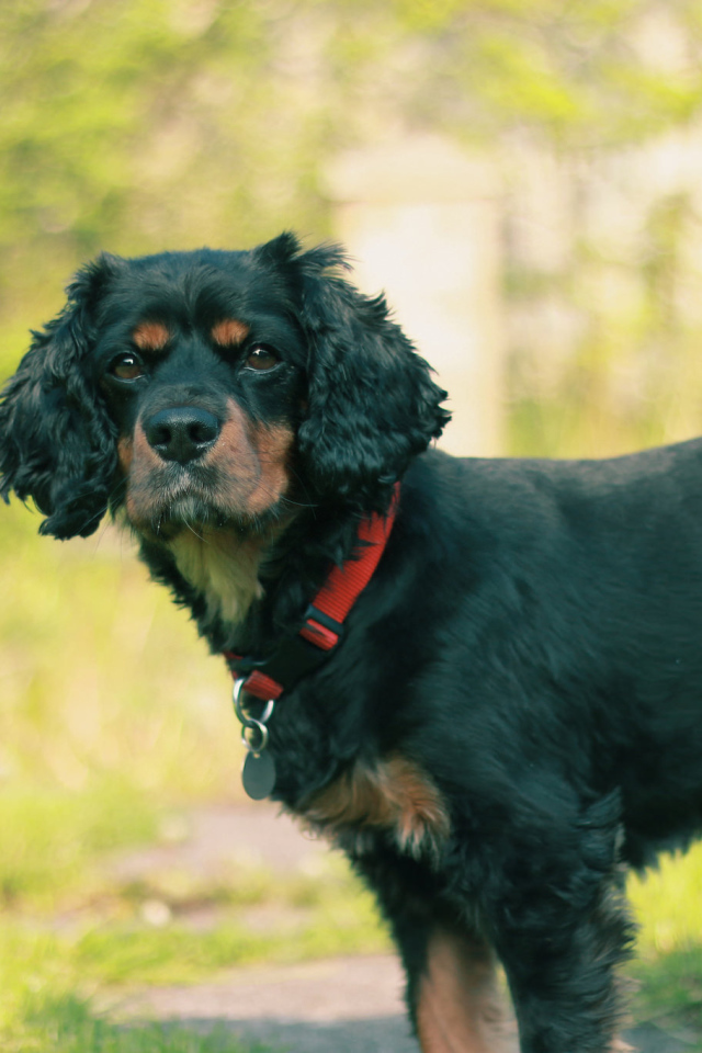 Черный кавалер кинг чарльз спаниель
