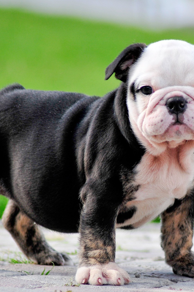Черный щенок английского бульдога