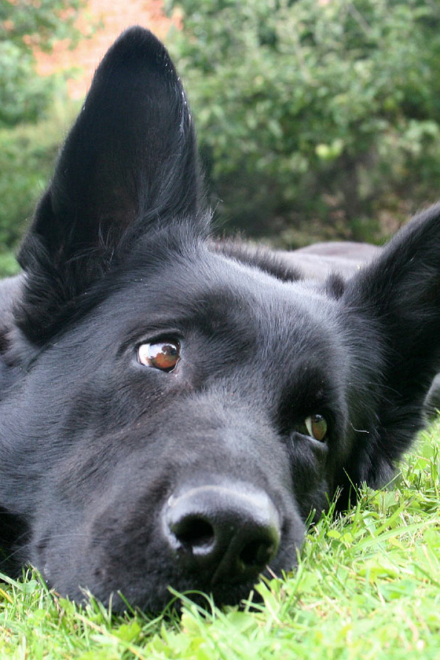 Черная немецкая овчарка лежит на траве