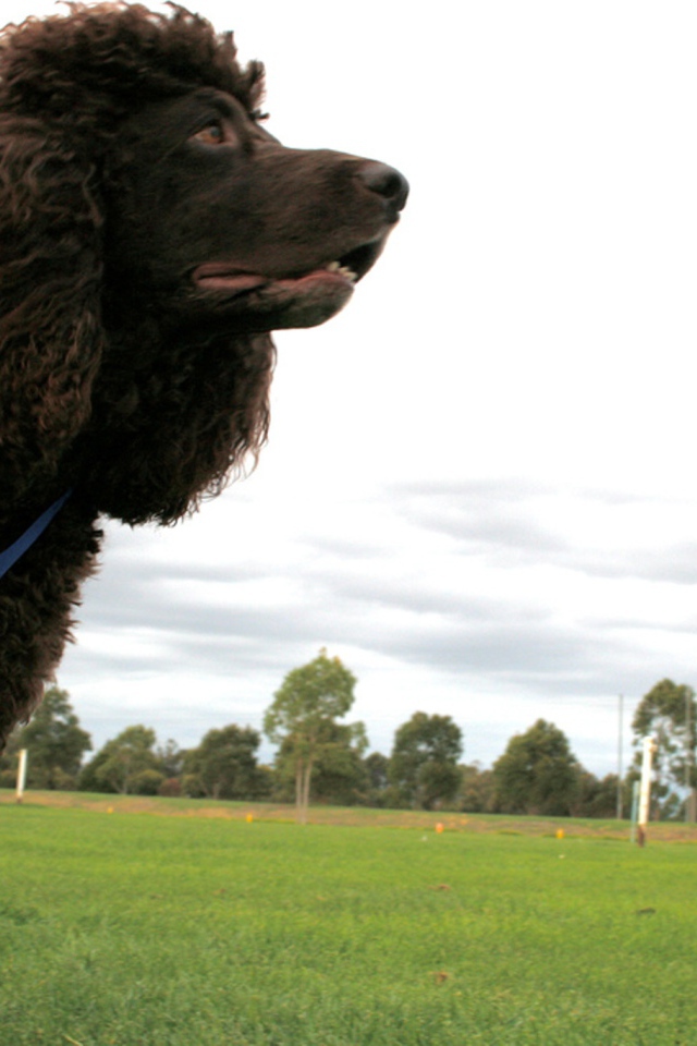 Черный ирландский водяной спаниель