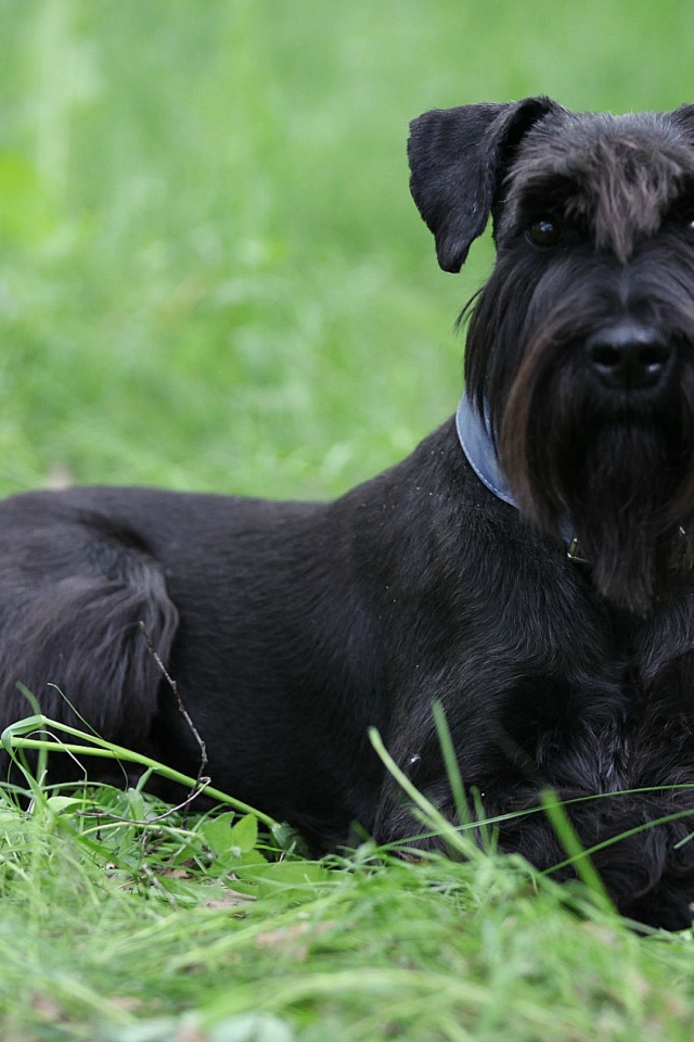 Черный шнауцер в траве
