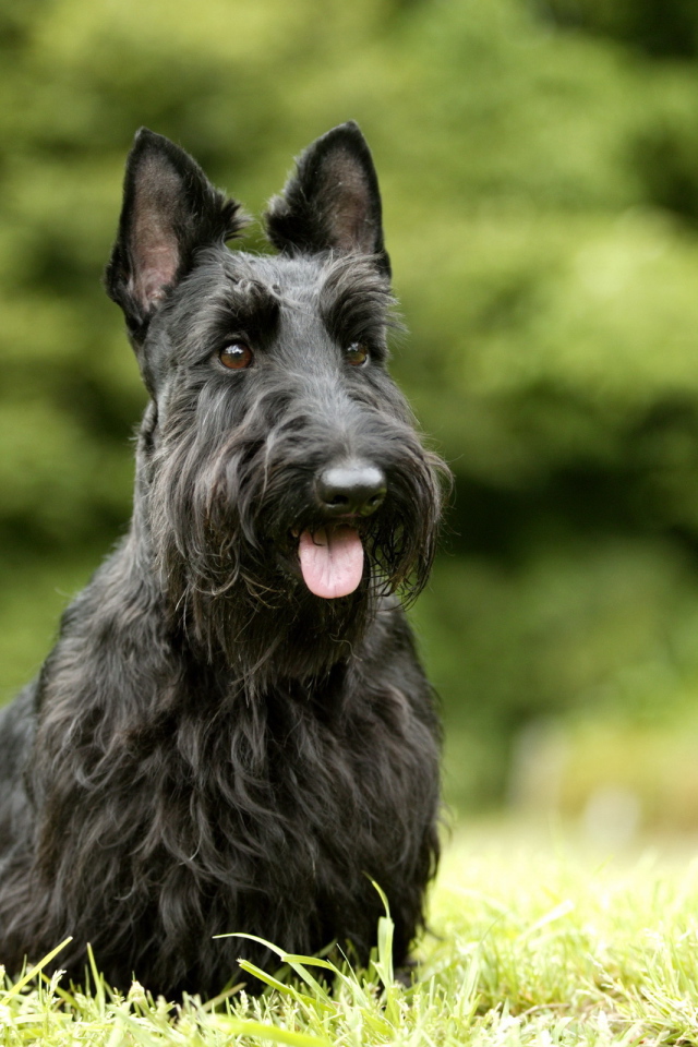 Черный шнауцер на траве