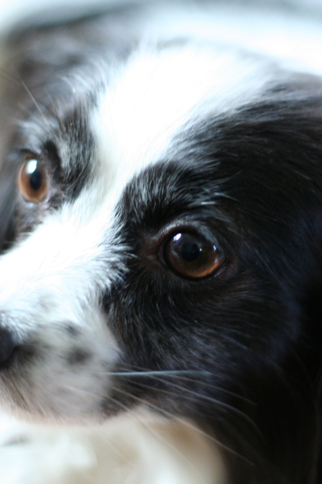 Черно белый папильон