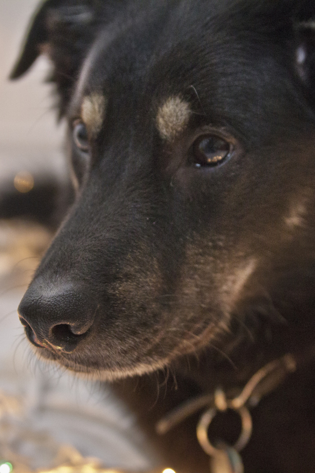 Черный окрас собаки чинук