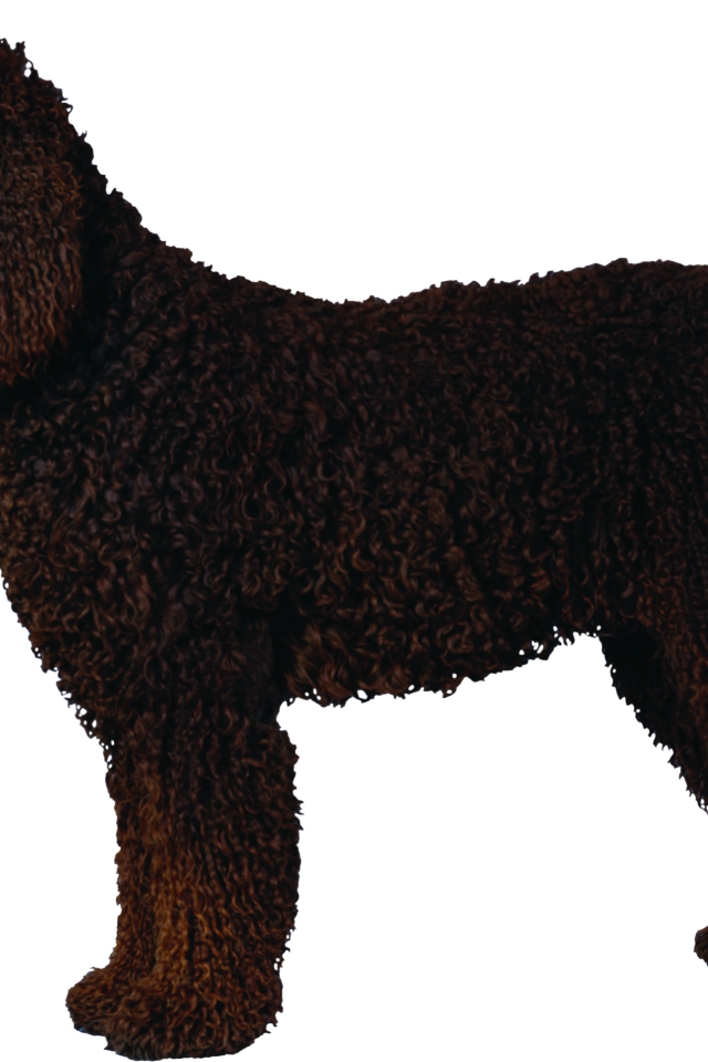 Черный кучерявый пудель