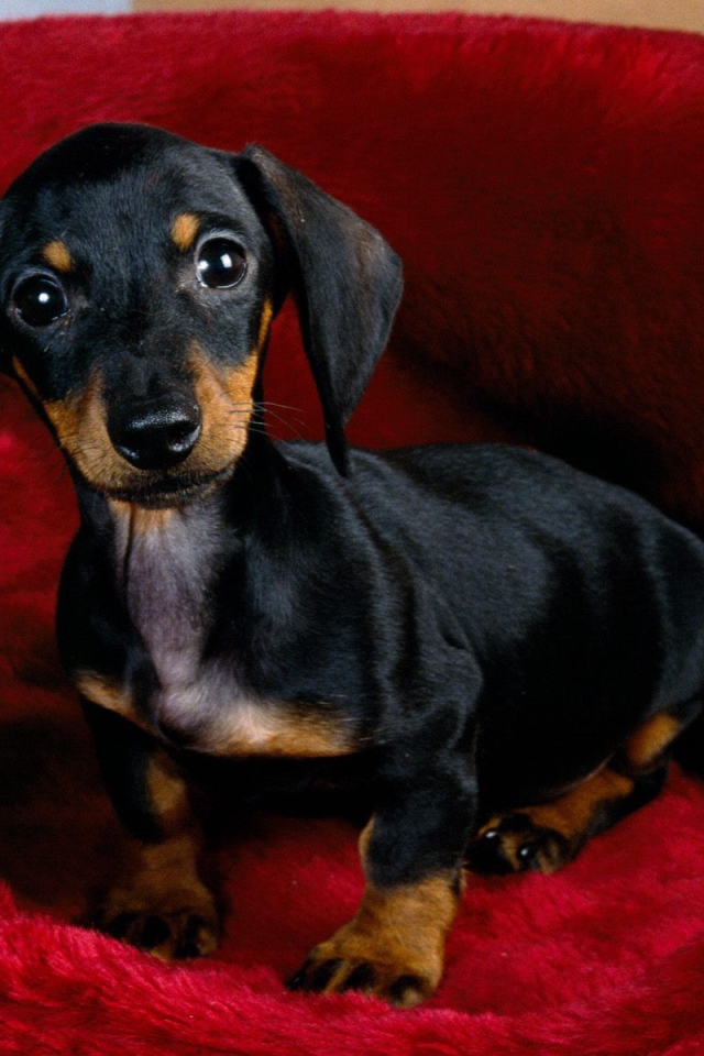 Щенок черной таксы