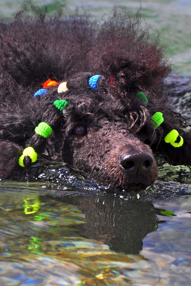 Черный пудель плывет