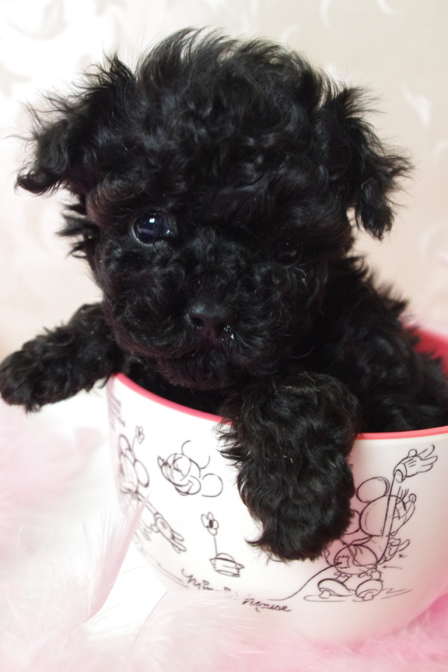 Черный щенок пуделя в чашке