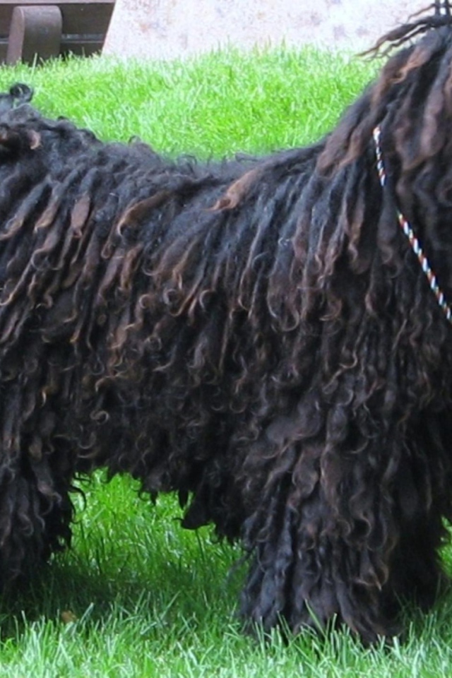 Черный лохматый комондор