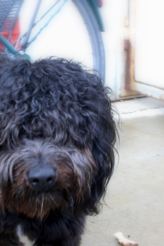 Черный лохматый барбет