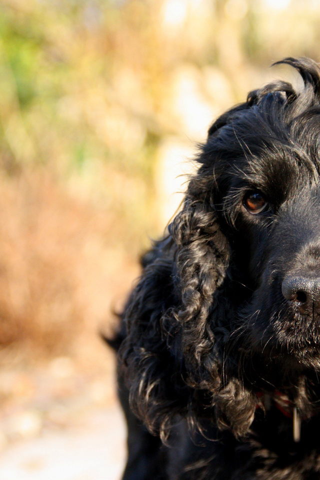 Черный лохматый пудель