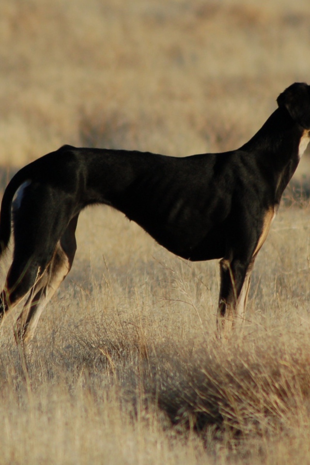 Черная стройная салюки