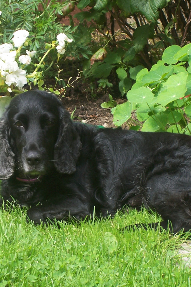 Черный спаниель лежит