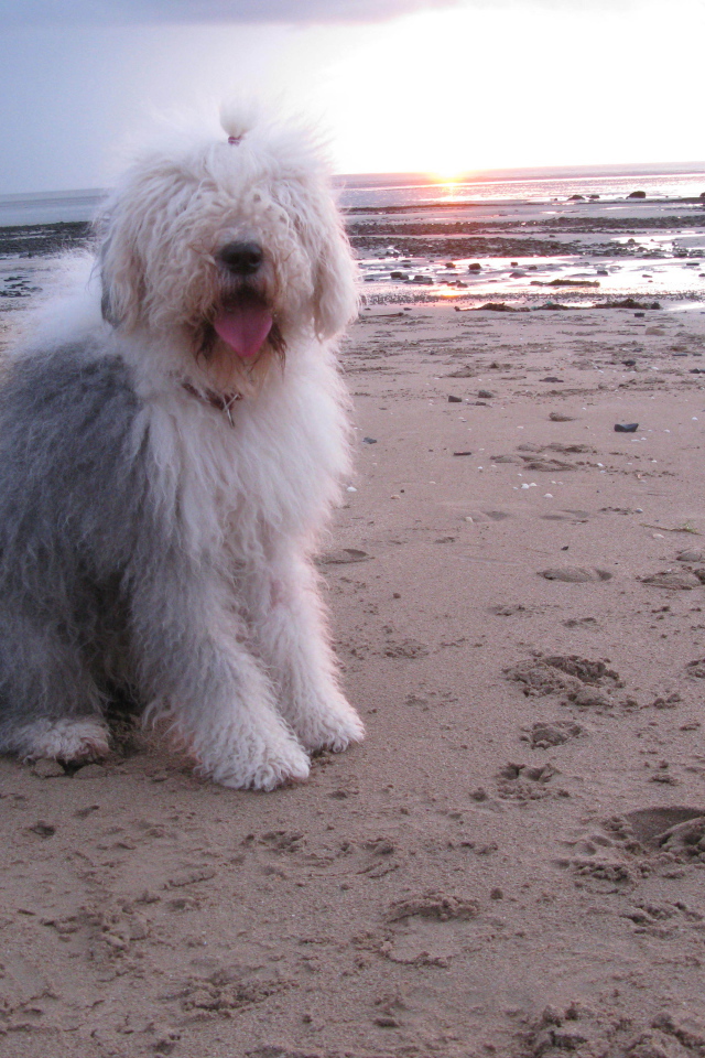 Бобтейл на фоне заката